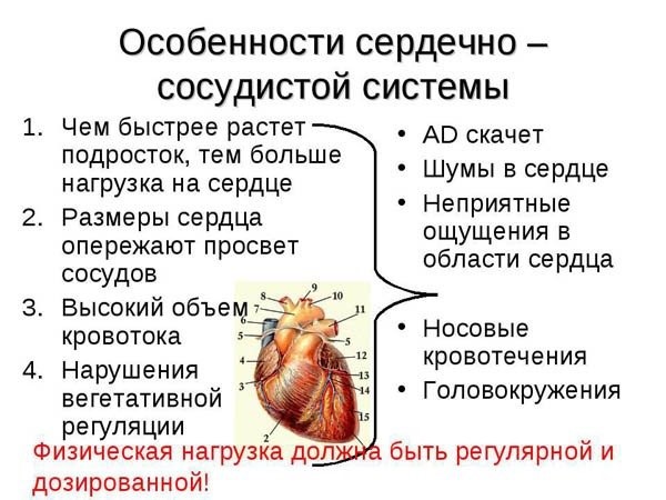 Признаки заболевания сердца. Когда следует обратиться к детскому кардиологу